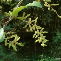 <i>Dioscorea oppositifolia</i>  L.